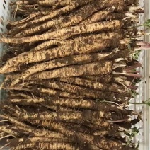北沙参（食药两补的原产地珍宝）莱胡参原产地！