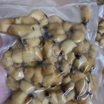 可以留做种虫。大量竹虫竹象虫商品虫出售长期供应