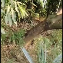 攀枝花41公分水景蓝花楹