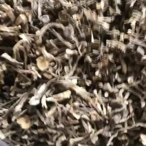 大金湖.尚书品.深山土特产.鹿茸菇