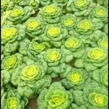 黄心菜质量保证调车一条龙服务