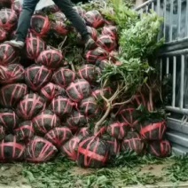 大量，大量批发，乌梅，东魁，台梅。