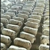 平菇菌包发酵料出菇菌包26×54