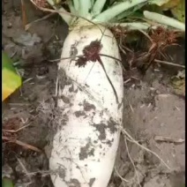 新鲜的白萝卜欢迎订购
