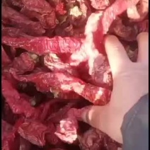 红辣椒，内蒙古巴彦淖尔市五原县红辣椒产地直销，欢迎客商前