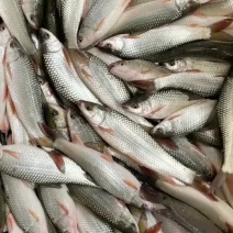 麦鲮鱼7钱到1.2两以下合适焙干油炸做成食品