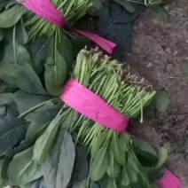 精品菠菜大量上市中欢迎广大客商采购