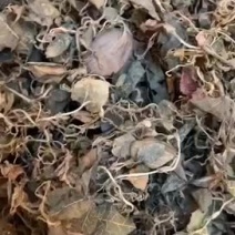 金线莲，台湾金线莲，长期有货，一手货源，可视频看货