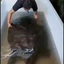 甲鱼，什么叫甲鱼，什么都不用说，自己看！