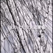 文冠果杯苗裸根出售量大优惠