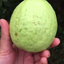 正宗广西玉林自种优质番石榴口感脆甜新鲜上市大量批发优惠