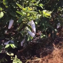 产地直供精品番石榴甜度高新鲜采摘大量上市供应批发价低
