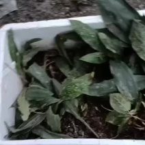 毛慈菇苗，全部都是野生的，