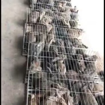 比利时杂交肉兔，它抗病能力强