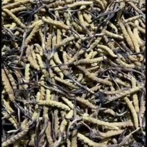 精品冬虫夏草，一手货源，品质保证，价格实惠，需要的老板联