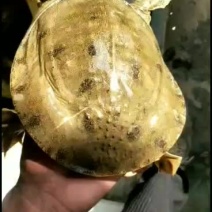 明天好货上市。承蒙各位老板大力支持。在这里感谢大家关照。