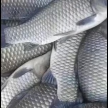 纯正精品中科三号大鲫鱼