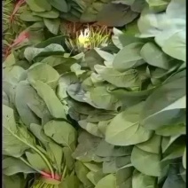河北衡水菠菜大量上市了，**北京天津及各大超市