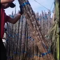 黑皮甘蔗产区广西特别甜
