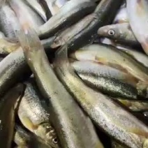 柳根鱼，淡水小溪鱼口感细腻，欢迎采购