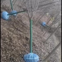 暴马丁香白丁香丛生暴马丁香3~15公分带骨架