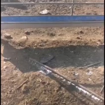 大量绵羊山羊出售需要的呼我
