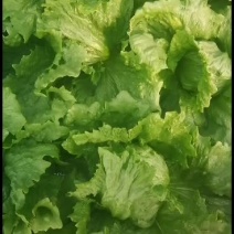 球生菜1斤以上，质量保证