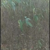 出售占地桃苗50000颗