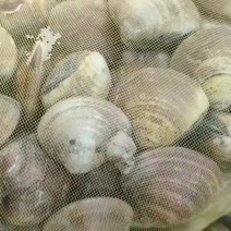 鲜活美贝花甲肉鲜美，鲜活发货，连云港港口直接发货，