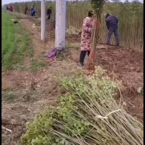 乌桕当年乌桕树苗出售