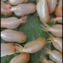 兰寿金鱼批发，量大从优