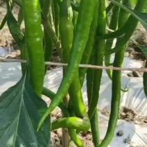 辣椒，小米椒，二荆条