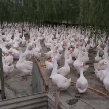 精品三花大白鹅鹅漂亮的，常年有货