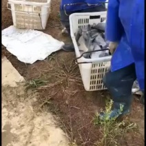 精品养殖大鳊鱼2～5斤