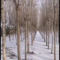 大量出售二次发冠榆树
