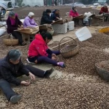 橡子仁常年供应一手货源保质保量