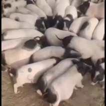 巴马香猪，出售中，要的联系