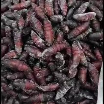 大量出去松蛹，无水速冻，黄饱满