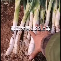 邯郸大葱，永年区顾小营