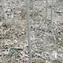 七叶树，适合认何地方种植，可做风景树，