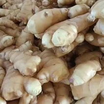 生姜批发与零售干姜和水洗姜