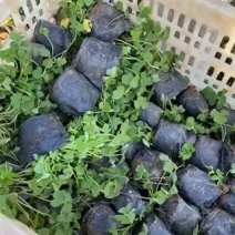 红花酢浆草自产自销。200万红花酢浆草低价出售。