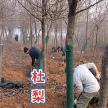杜梨6到12公分出圃，古老树种之一，成活率高