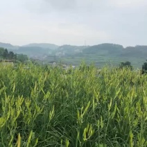 黄花菜优质种苗，产地直供欢迎咨询可视频看货