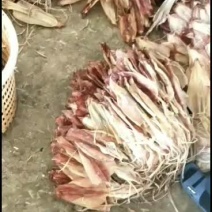 东山本港鱿鱼母，鱿鱼干