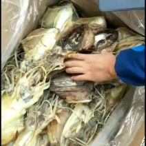东山本港墨鱼干，大小规格都有
