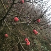 苹果大量有机苹果冰心