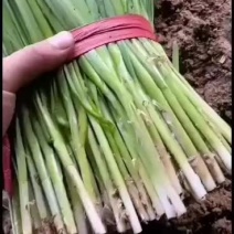 韭菜大量上市需要的联系