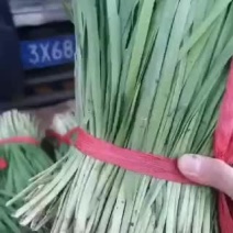 乐亭精品头刀二刀大量上市应有尽有欢迎采购