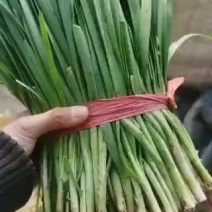 精品韭菜头刀二刀应有尽有